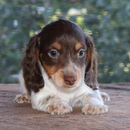 Puppy A Purebred DNA Tested Parents Family Raised - Piebald male Dachshund puppy in Haines City, Florida from Divine Poodle Paradise Standard Poodles & Divine Dachshunds