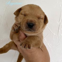Rigatoni - Yellow male Labrador Retriever puppy in Tomahawk, Wisconsin from Mahner Labs