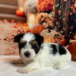 Millie 5200 - Black tan and white female Biewer Terrier puppy in Nicholls, Georgia from Southeast Biewers