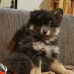 Blue and Tan Male - Blue and tan male Pomeranian puppy in Newport News, Virginia from Itty bitty friends