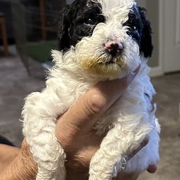 Blaze - Black and white male Bernedoodle puppy in Mesa, Arizona from R & J Doodles