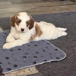 Cavapoo Puppies from AZ Cavapoos