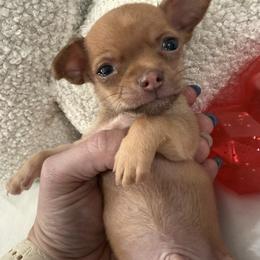 Boo - Gold male Chihuahua puppy in Sherwood, Arkansas from Bartelt Breeders