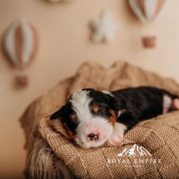 Solace - Tri-color male Bernedoodle puppy in Grants Pass, Oregon from Royal Empire Bernedoodles