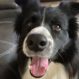 JAX - Border Collie