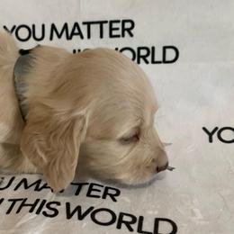 Girl 2 - Cream female Dachshund puppy in Vinton, Iowa from Lerch Family Dachshunds
