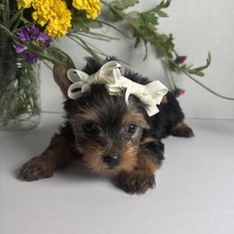 Yorkshire Terrier Puppies from Country Dog Kennels.