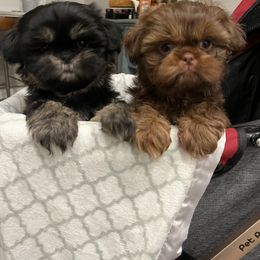 Shih Tzu All Grown Up from Tennessee's Treasured Shih Tzus