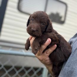 Harper - Chocolate female Labradoodle puppy in Georgetown, South Carolina from Muddy Bay Kennels