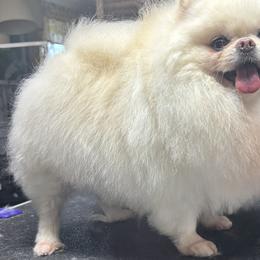 Pomeranians from Touch Of Clouds Poms