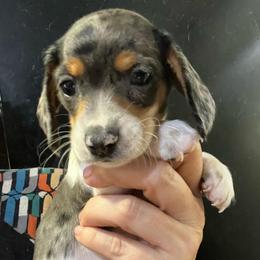 Mary - Dapple female Dachshund puppy in Bigfork, Minnesota from Dachshunds Up North