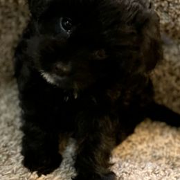 Cavapoos from Cavapoo Cuties