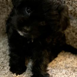 Cavapoos from Cavapoo Cuties