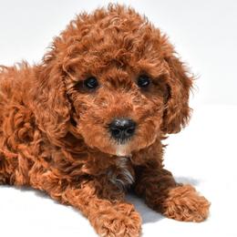 Parker - Red male Cavapoo puppy in Temecula, California from Designer Doodles