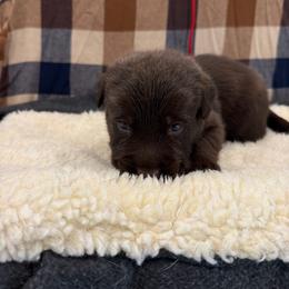 Red - Chocolate male Labrador Retriever puppy in Middleton, New Hampshire from Tag Hollow
