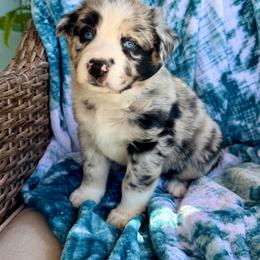 Boomer - Blue merle male Australian Shepherd puppy in Oxford, Florida from SoCo Aussies