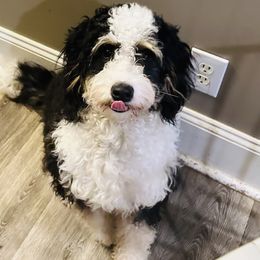 Daisy - Bernedoodle