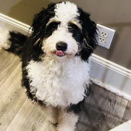 Daisy - Bernedoodle