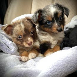 Megan - Blue merle female Toy Australian Shepherd puppy in North Lakeport, California from Wild Rose Ranch