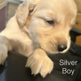 Silver Boy - Golden Golden Retriever puppy in Chatsworth, New Jersey from Personalized Dog Training - Windisch Goldens