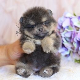 Denahi - Blue and tan male Pomeranian puppy in Sacramento, California from My Precious Poms