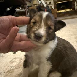 Zion - White and sable male Shetland Sheepdog puppy in Tulsa, Oklahoma from September Morning Shelties