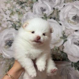 Chase - White male Pomeranian puppy in Phoenix, Arizona from Luxpomz