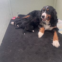 Bernese Mountain Dog Puppies from Bastian Mountain Dogs