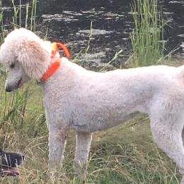 Poodles from Bellas Beauty’s