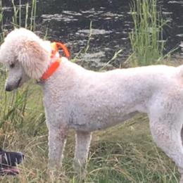 Poodles from Bellas Beauty’s