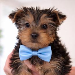 Hunter - Black and tan male Shorkie puppy in Midland, Texas from Southern Yorkie Pies