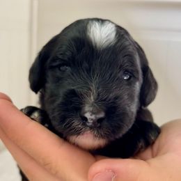 Orange - Black and white female Sheepadoodle puppy in Archer, Florida from Gainesville Sheepadoodles