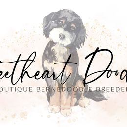 Bernedoodles from Sweetheart Doodles