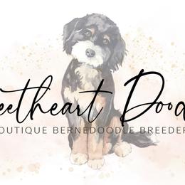 Bernedoodles from Sweetheart Doodles