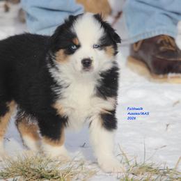 Geo, blue eyes - Black tri male Miniature American Shepherd puppy in Hillsdale, Michigan from Faithwalk Aussies and Mini American Shepherds