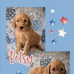 Betsy - Apricot female Goldendoodle puppy in Coarsegold, California from Hobbit Hollow Acres