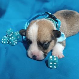 Black Thumb's All In - Sable male Pembroke Welsh Corgi puppy in Easley, South Carolina from Rachael Singletary