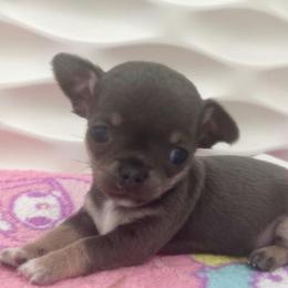 Cody Blue Tri 6000 - Blue and tan male Chihuahua puppy in Huntington Beach, California from Amy’s Chihuahuas