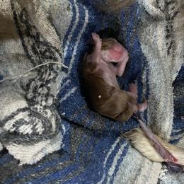 Beau - Blenheim male Cavalier King Charles Spaniel puppy in North Bay Village, Florida from Cynthia's Cavaliers