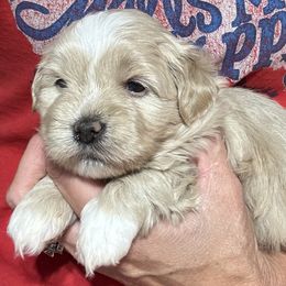 Female 2 - Red female Havanese puppy in Congerville, Illinois from Happy Go Lucky Havanese