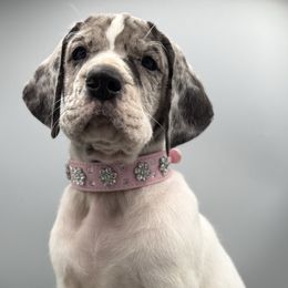 Buggs - Mantle merle female Great Dane puppy in Grand Junction, Colorado from Top Brackett Danes