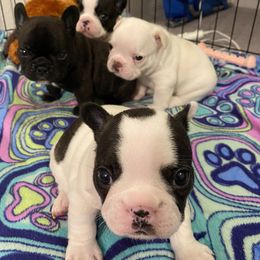 French Bulldog Puppies from Fur Royalty Frenchies