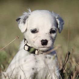 Girl 8 - Dalmatian puppy in Cottage Grove, Oregon from Hidden Hills Dalmatians