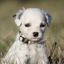Girl 8 - Dalmatian puppy in Cottage Grove, Oregon from Hidden Hills Dalmatians