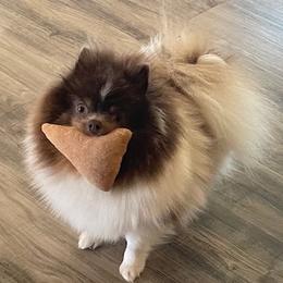 Rosie - Pomeranian