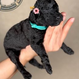 Celine - Black female Poodle puppy in Spring Hills, Florida from The Olympus Standard Poodle