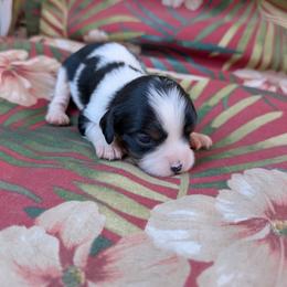Zephyr - Tri-color male Cavalier King Charles Spaniel puppy in Ashwood, Oregon from Kelly Hendrix's Cavalier King Charles Spaniels & Toy Australian Shepherds