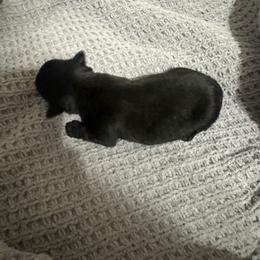 Hialey - Black female Scottish Terrier puppy in Crossville, Tennessee from Cavern Kennels