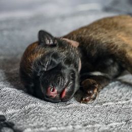 Belgian Malinois Puppies from Fromage Malinois