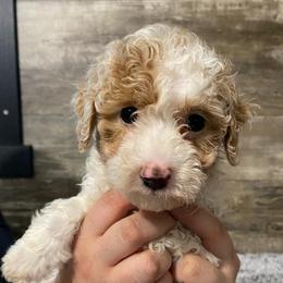 Daisy - Apricot female Poodle puppy in Osseo, Michigan from Paws in the Country